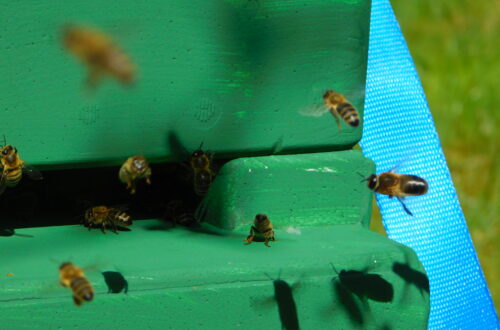 Hochbetrieb am Bienenstand