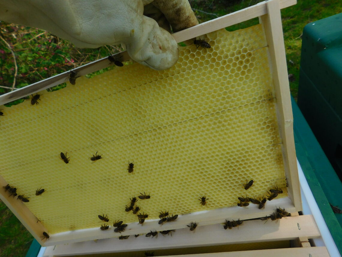 Honigraum bereit zur Einlagerung