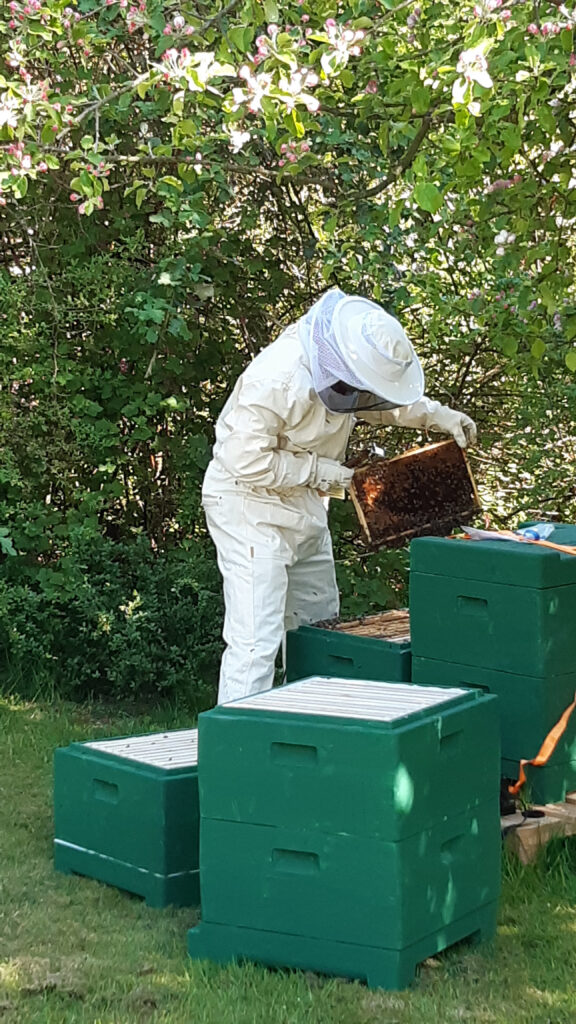 Durchsicht am Bienenvolk