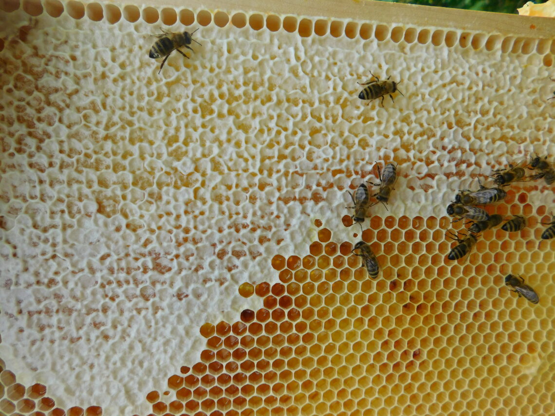 Gefüllte Honigwabe