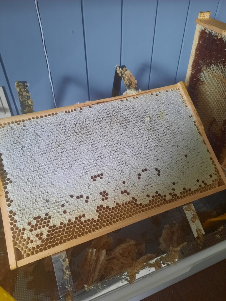 Honigwabe vor dem Entdeckeln